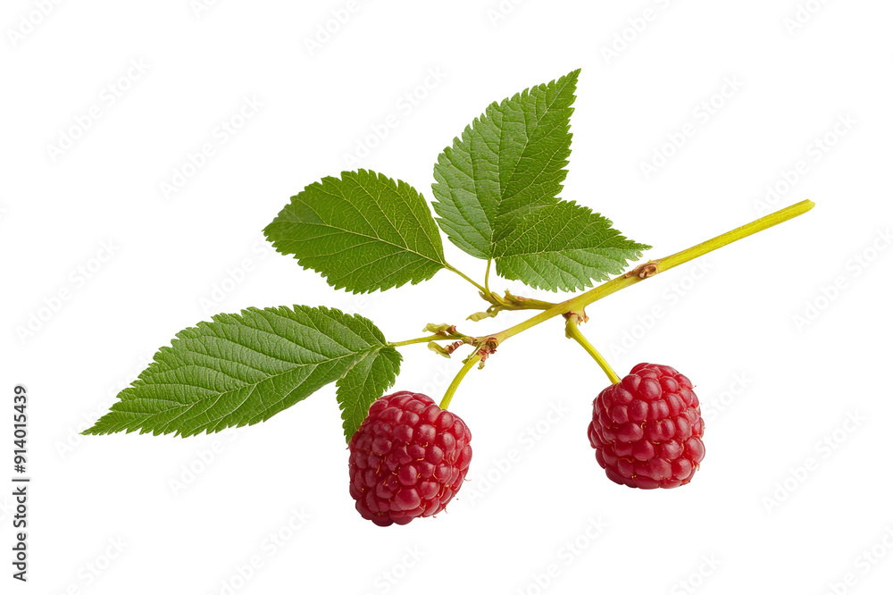 Fresh Raspberries on Branch with Green Leaves Fresh Raspberries on Branch with Green Leaves