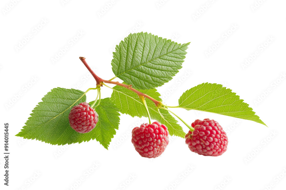 Fresh Raspberries on Branch with Green Leaves Fresh Raspberries on Branch with Green Leaves