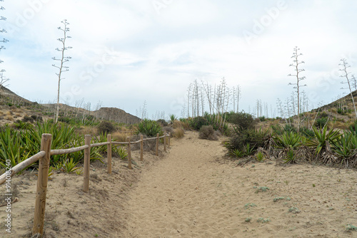 Dunes in a beach in Almeria Spain 10 photo