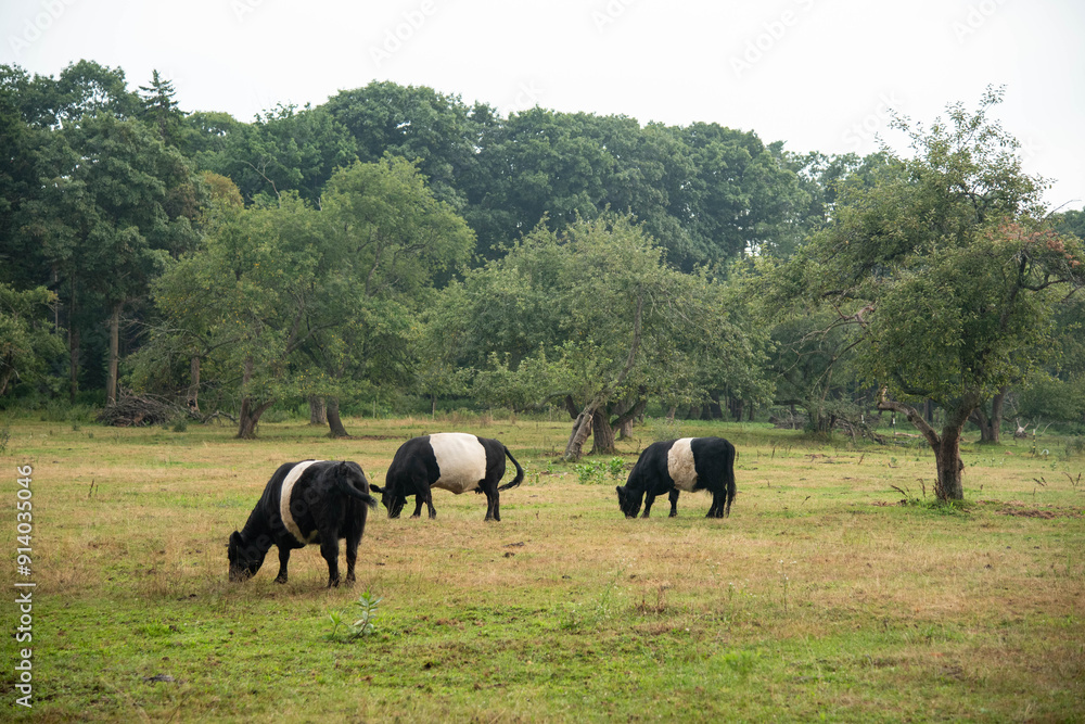 Black and white cows in field Black and white cows in field
