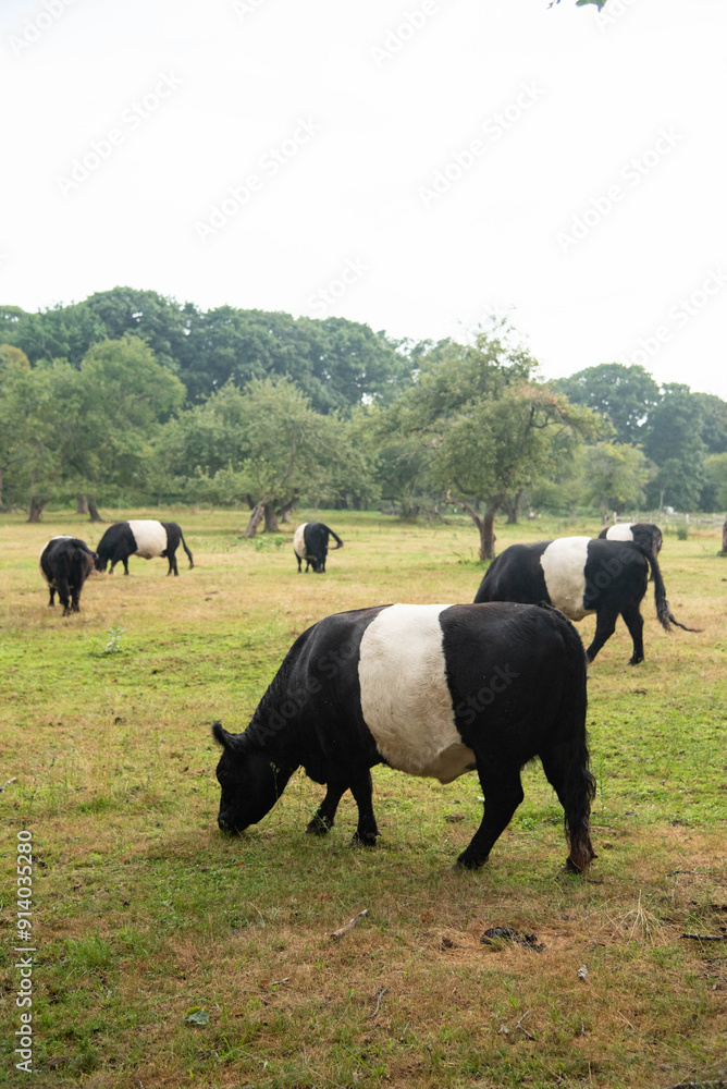 Black and white cows in field 