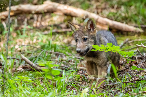 Fototapeta Naklejka Na Ścianę i Meble -  A gray wolf pup, Canis lupus, in its natural habitat. Carpathian Mountains, Poland.