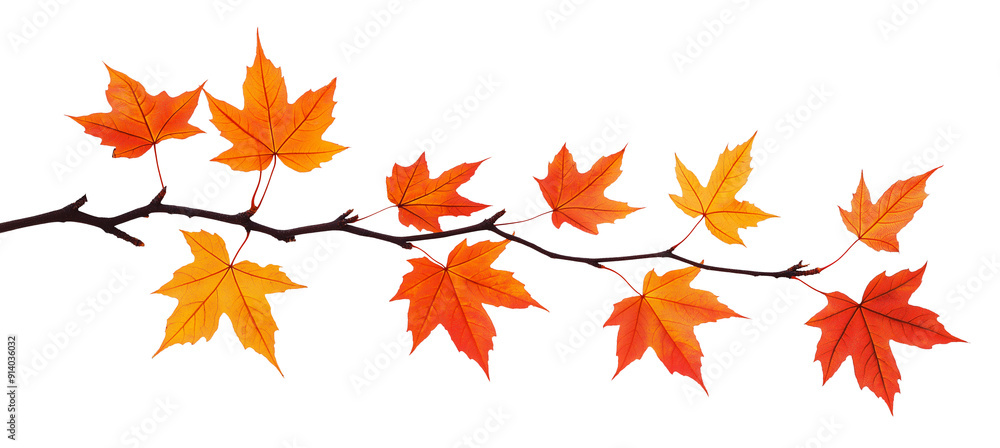 maple leaves autumn tree branch isolated on white transparent background. cut out maple leaves autumn tree branch isolated on white transparent background. cut out
