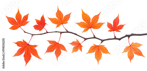 maple leaves autumn tree branch isolated on white transparent background. cut out