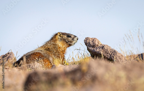 Marmots10