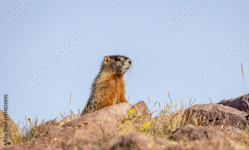 Marmots5