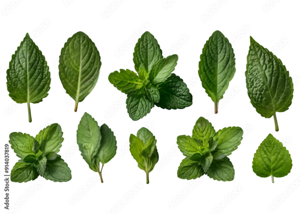 Leaf plant herbs mint. set of mint leaves, fresh mint isolated on transparent background. Leaf plant herbs mint. set of mint leaves, fresh mint isolated on transparent background.