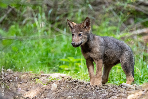 Fototapeta Naklejka Na Ścianę i Meble -  A gray wolf pup, Canis lupus, in its natural habitat. Carpathian Mountains, Poland.