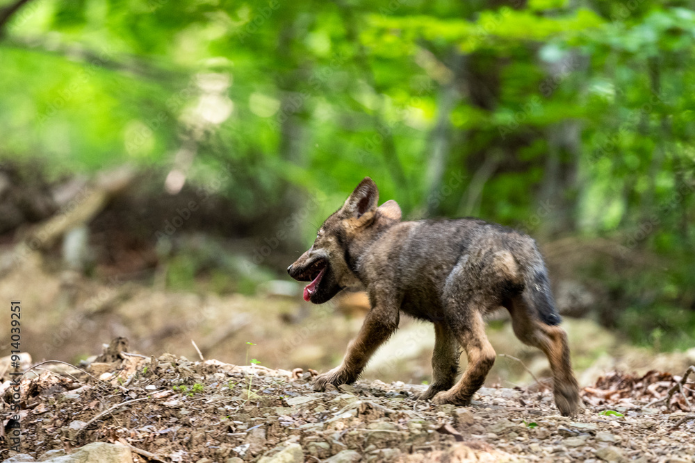 A gray wolf pup, Canis lupus, in its natural habitat. Carpathian Mountains, Poland. A gray wolf pup, Canis lupus, in its natural habitat. Carpathian Mountains, Poland.