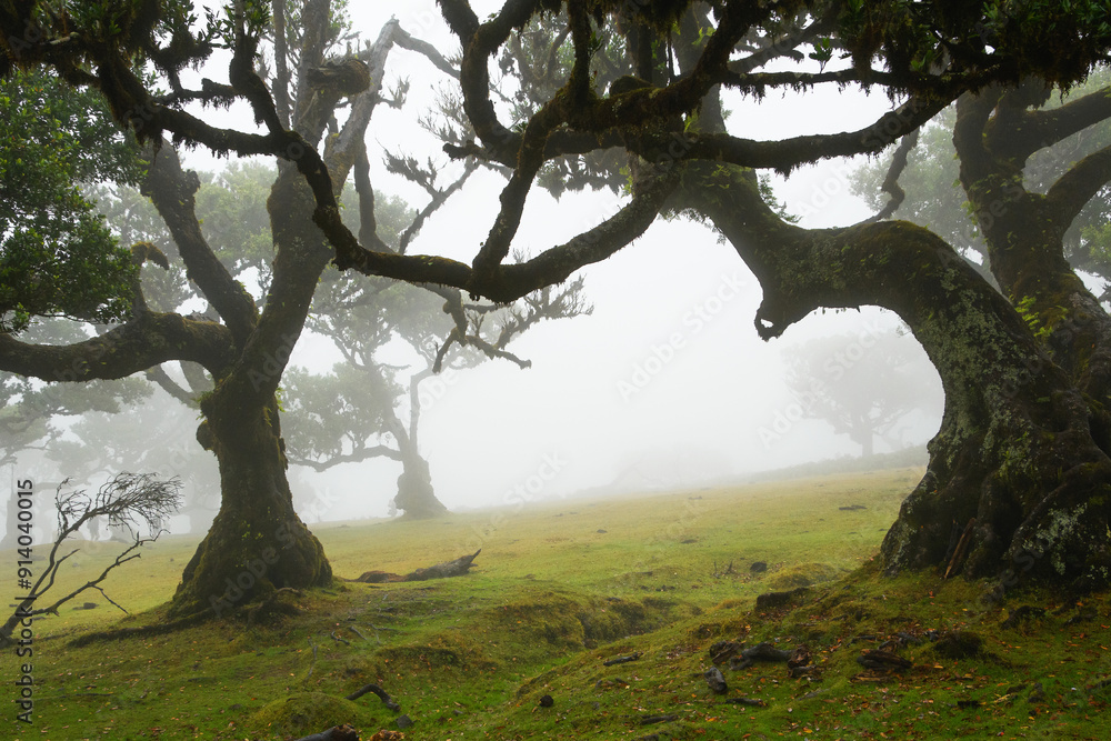 mystical Madeira's Fanal Forest in the fog, part of the indigenous Laurissilva forest on Madeira island (Portugal)