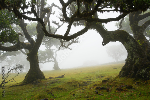 Obraz na płótnie mystical Madeira's Fanal Forest in the fog, part of the indigenous Laurissilva forest on Madeira island (Portugal) w salonie