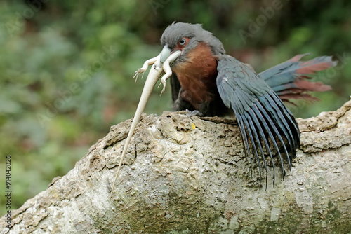 A young chestnut-breasted malkoha is preying on a common sun skink. This beautifully colored bird has the scientific name Phaenicophaeus curvirostris. photo