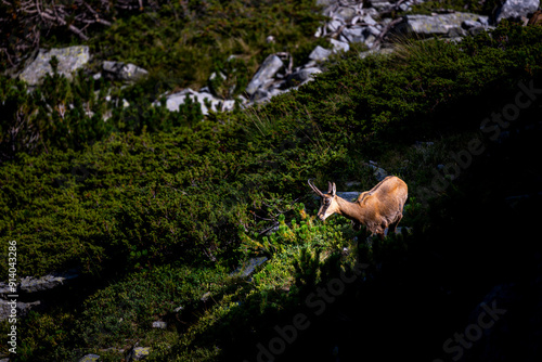 The balkan Chamois, Rupicapra rupicapra balcanica, in the Pirin mountains, Bulgaria. photo