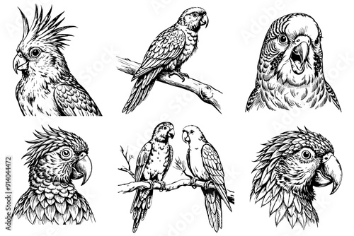 Set of parrots. On a white background in sketch style