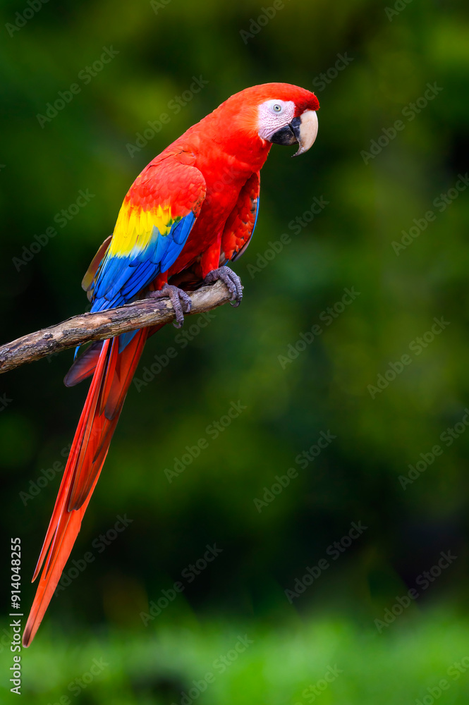 Obraz premium Scarlet Macaw (Ara macao) sitting on a branch, Costa Rica.