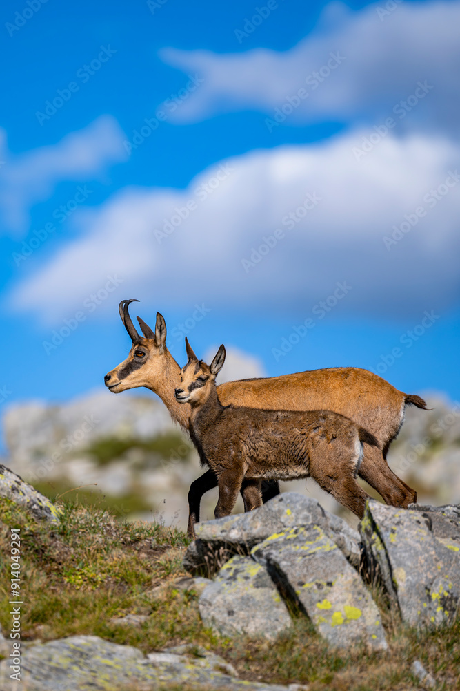 The balkan Chamois, Rupicapra rupicapra balcanica, in the Pirin mountains, Bulgaria. The balkan Chamois, Rupicapra rupicapra balcanica, in the Pirin mountains, Bulgaria.