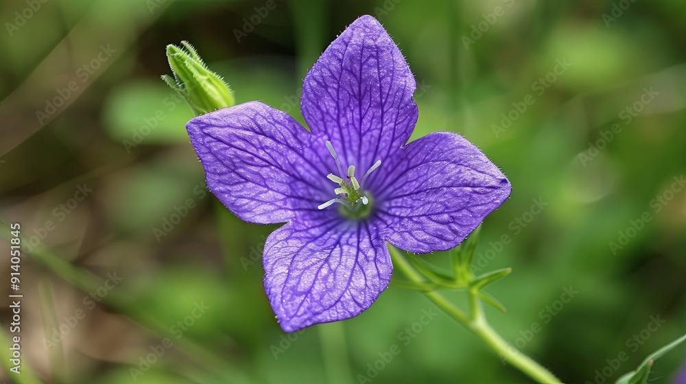Close-up of a delicate purple flower with a blurred green background. Close-up of a delicate purple flower with a blurred green background.