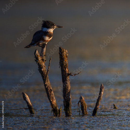 Belted Kingfisher perched in the calm morning light. photo