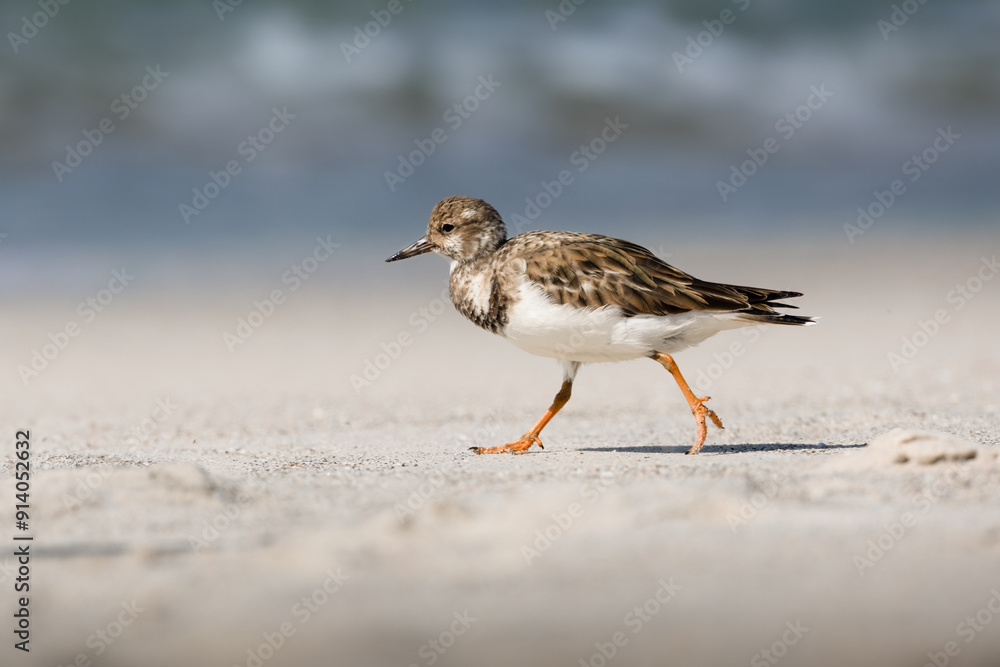 Ruddy Turnstone walking the shore in the morning light. Ruddy Turnstone walking the shore in the morning light.
