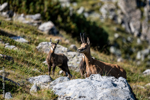 The balkan Chamois, Rupicapra rupicapra balcanica, in the Pirin mountains, Bulgaria. photo