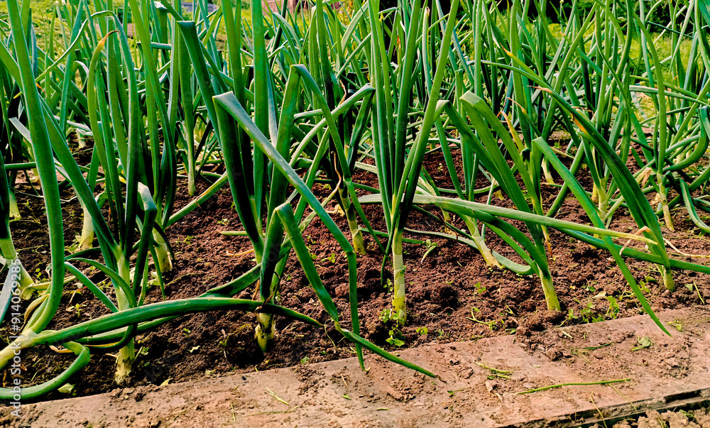 Growing young leeks in the backyard, on the plot. Green onions Growing young leeks in the backyard, on the plot. Green onions