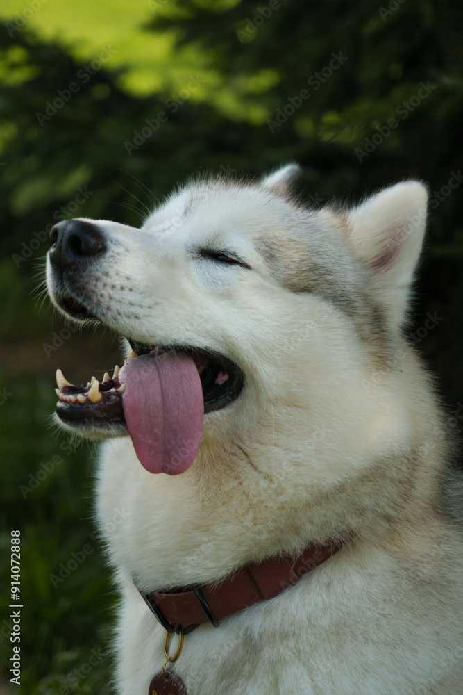 Happy husky with tongue hanging out. Funny dog close up. Happy husky with tongue hanging out. Funny dog close up.