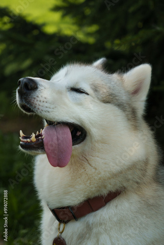 Happy husky with tongue hanging out. Funny dog ​​close up.