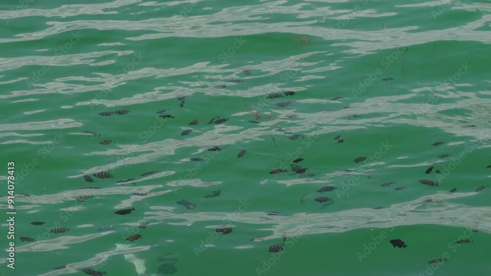海と魚 海と魚