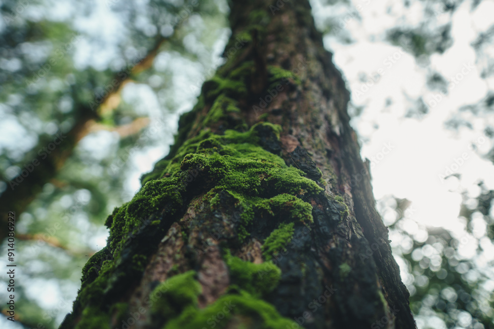 Green moss on trees in the forest