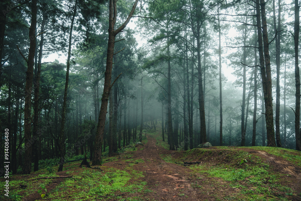 Obraz premium Road in a pine forest and morning fog,Path in the natural forest