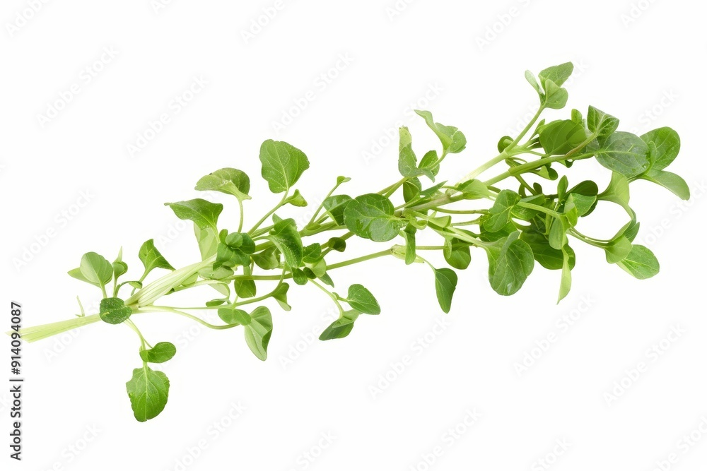 Freshly picked watercress on white background Freshly picked watercress on white background