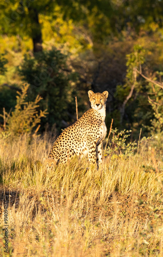 cheetah and cub Hwange game reserve Zimbabwe