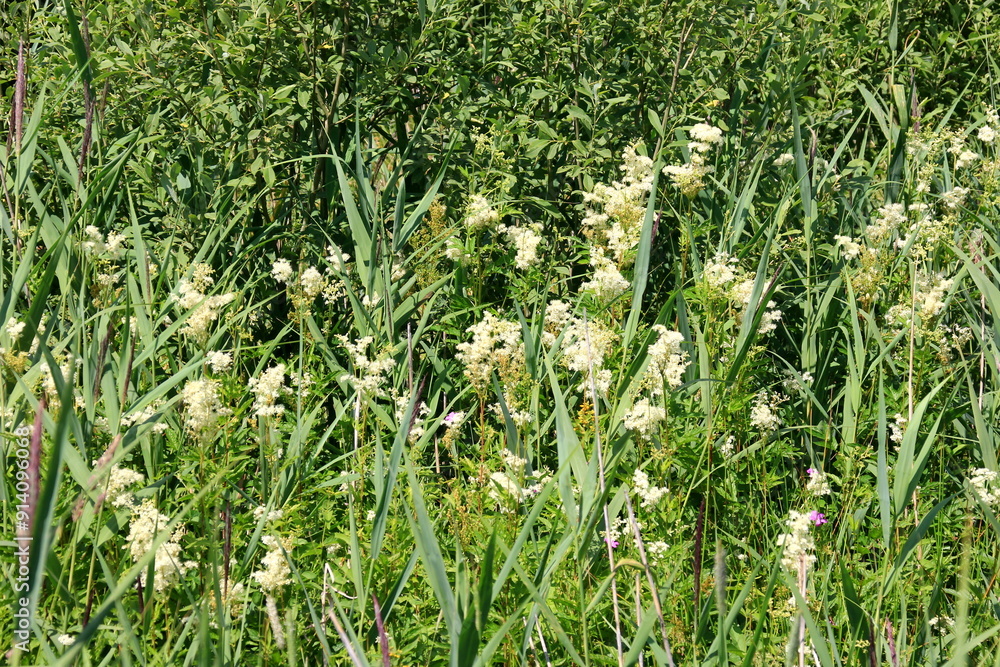 Φωτογραφία Close up of the flowers of Filipendula ulmaria, commonly known as meadowswee during summer