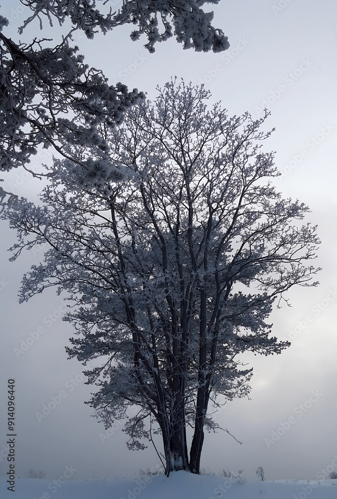 trees in the snow