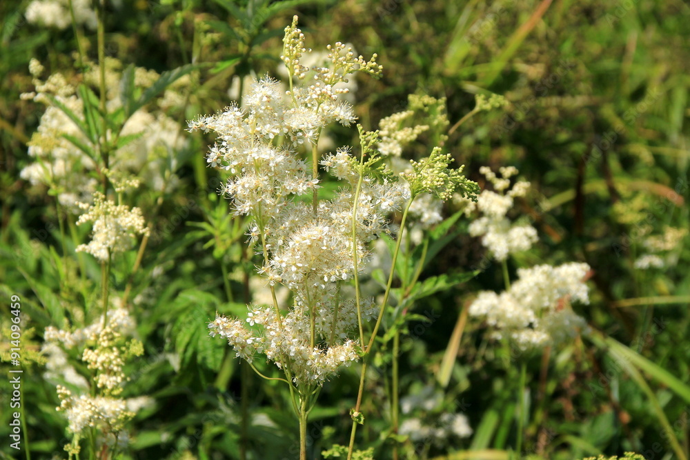 Close up of the flowers of Filipendula ulmaria, commonly known as meadowswee during summer. white meadow flowers Close up of the flowers of Filipendula ulmaria, commonly known as meadowswee during summer. white meadow flowers