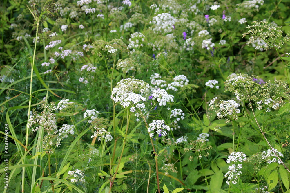 Close up of the flowers of Filipendula ulmaria, commonly known as meadowswee during summer. white meadow flowers Close up of the flowers of Filipendula ulmaria, commonly known as meadowswee during summer. white meadow flowers