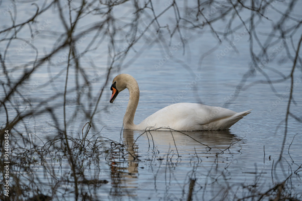 Obraz premium Swan, swans (Cygnus) swimming on a lake