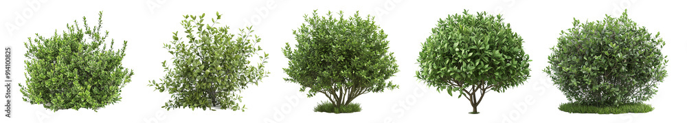 Pack of Cheesewood Plant on Transparent Background - Ai Generated Pack of Cheesewood Plant on Transparent Background - Ai Generated