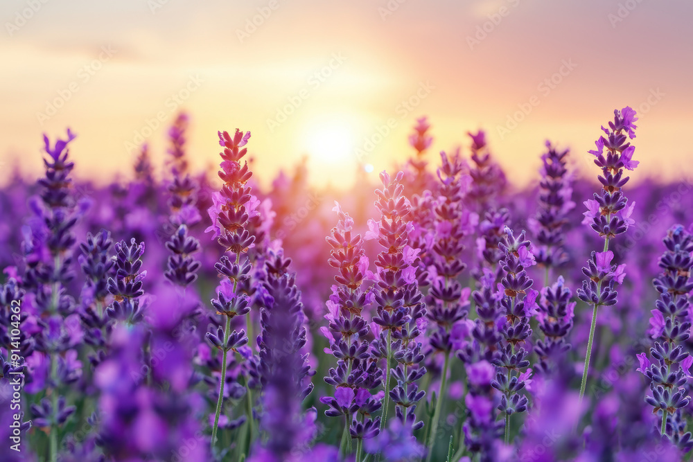 Lavender field in full bloom with a stunning sunset in the background. The vibrant purple flowers create a serene and picturesque landscape. Lavender field in full bloom with a stunning sunset in the background. The vibrant purple flowers create a serene and picturesque landscape.