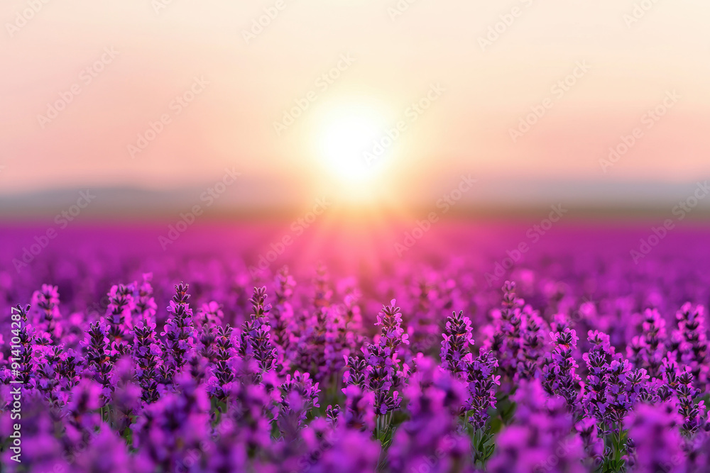 Obraz premium Stunning sunrise over a vast lavender field, with vibrant purple blooms stretching towards the horizon under a pastel sky.