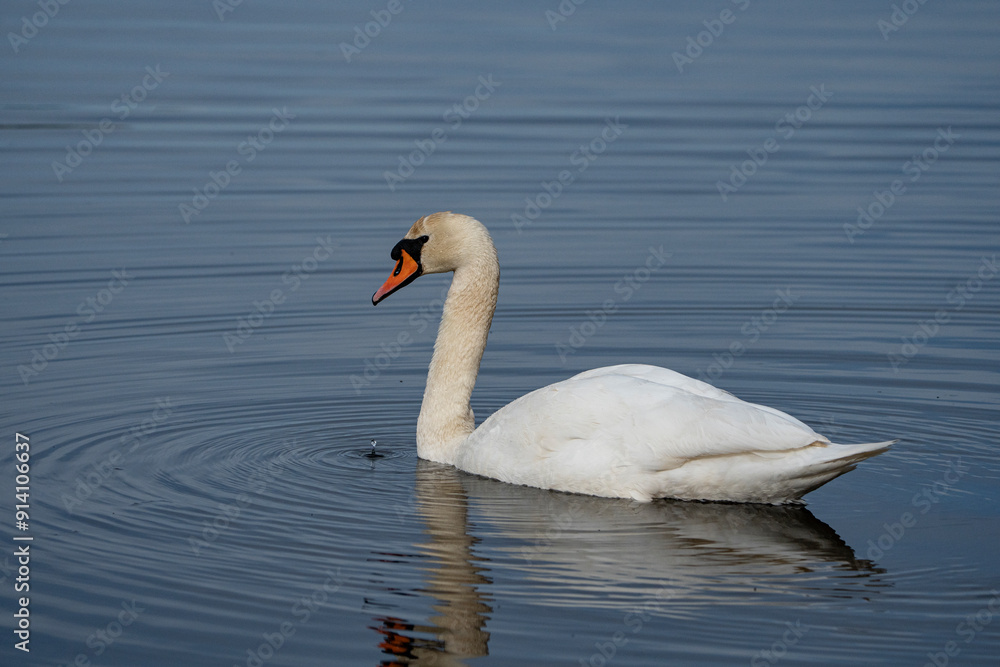 Swan, swans (Cygnus) swimming on a lake Swan, swans (Cygnus) swimming on a lake
