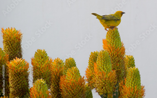 Yellow Bird Perched on Aloe Flowers Blending