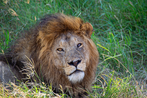 Close-Up of a Lion With Injured Eye and Face Resting in Grass