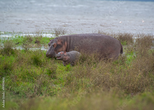 Mother and Happy Baby Hippo by the Water