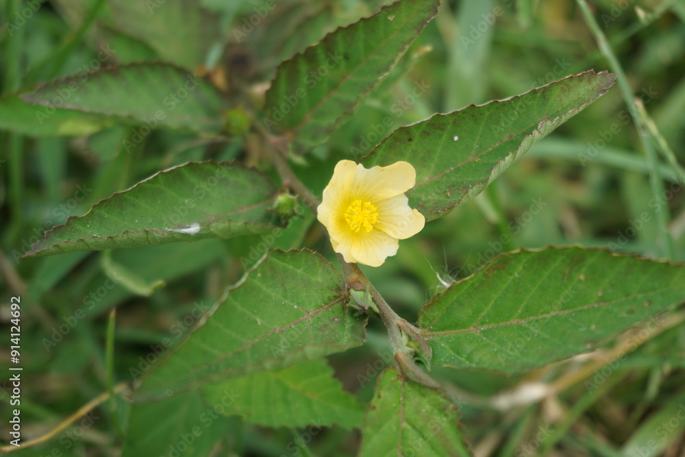 yellow flower with dew