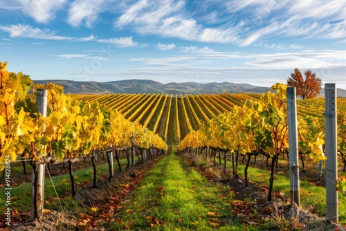 vineyard in autumn
