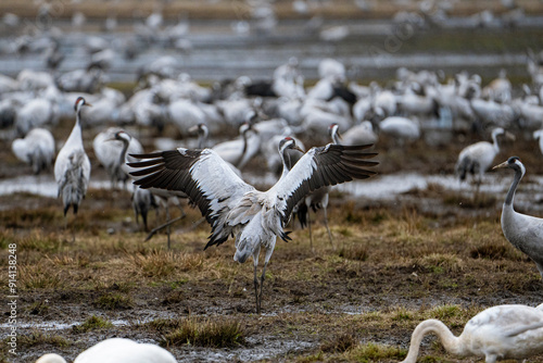 Cranes (grus grus) during a courtship dance and in the background a group of cranes eating and fighting and standing around the lake photo