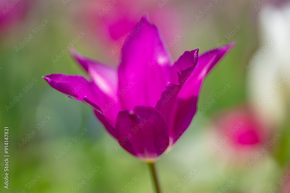 Spring blossom flowers. Tulips field in spring time. Close up tulip flowers background. Colorful tulip flowering in the garden at sunny summer or spring day. Selective soft focus. Spring blossom flowers. Tulips field in spring time. Close up tulip flowers background. Colorful tulip flowering in the garden at sunny summer or spring day. Selective soft focus.