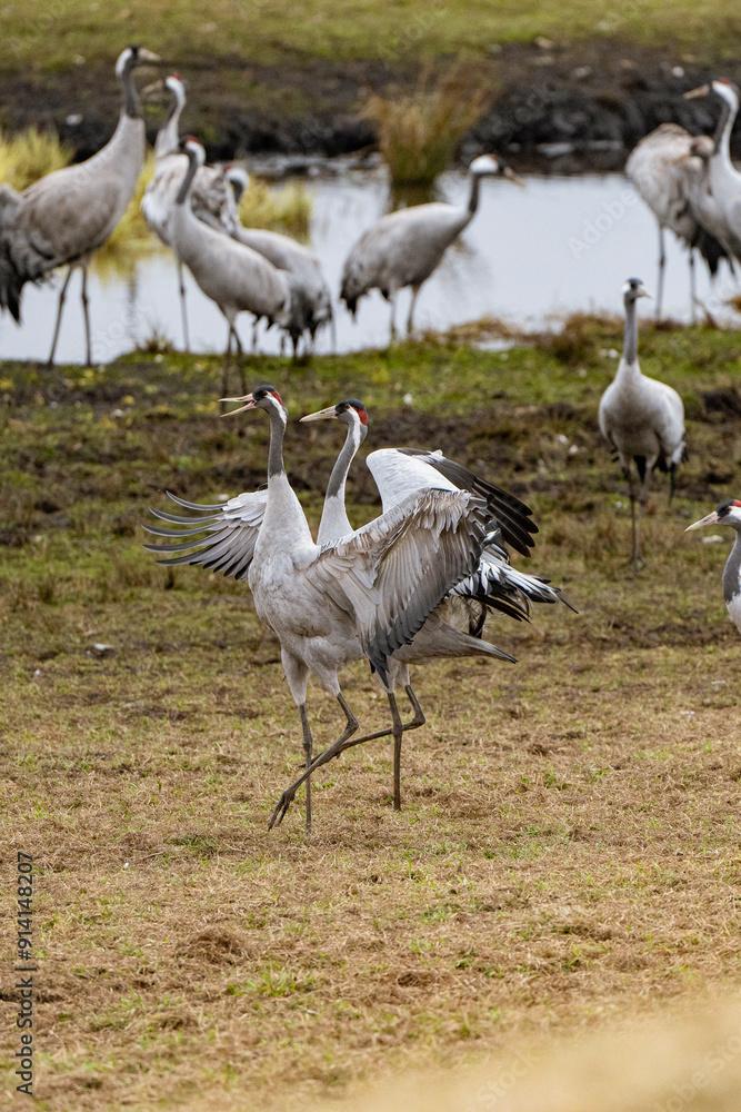 Cranes (grus grus) during a courtship dance and in the background a group of cranes eating and fighting and standing around the lake Cranes (grus grus) during a courtship dance and in the background a group of cranes eating and fighting and standing around the lake