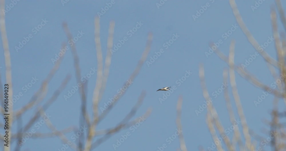 Adult European White Stork Fly Flying in spring sky. Ciconia Ciconia Adult European White Stork Fly Flying in spring sky. Ciconia Ciconia